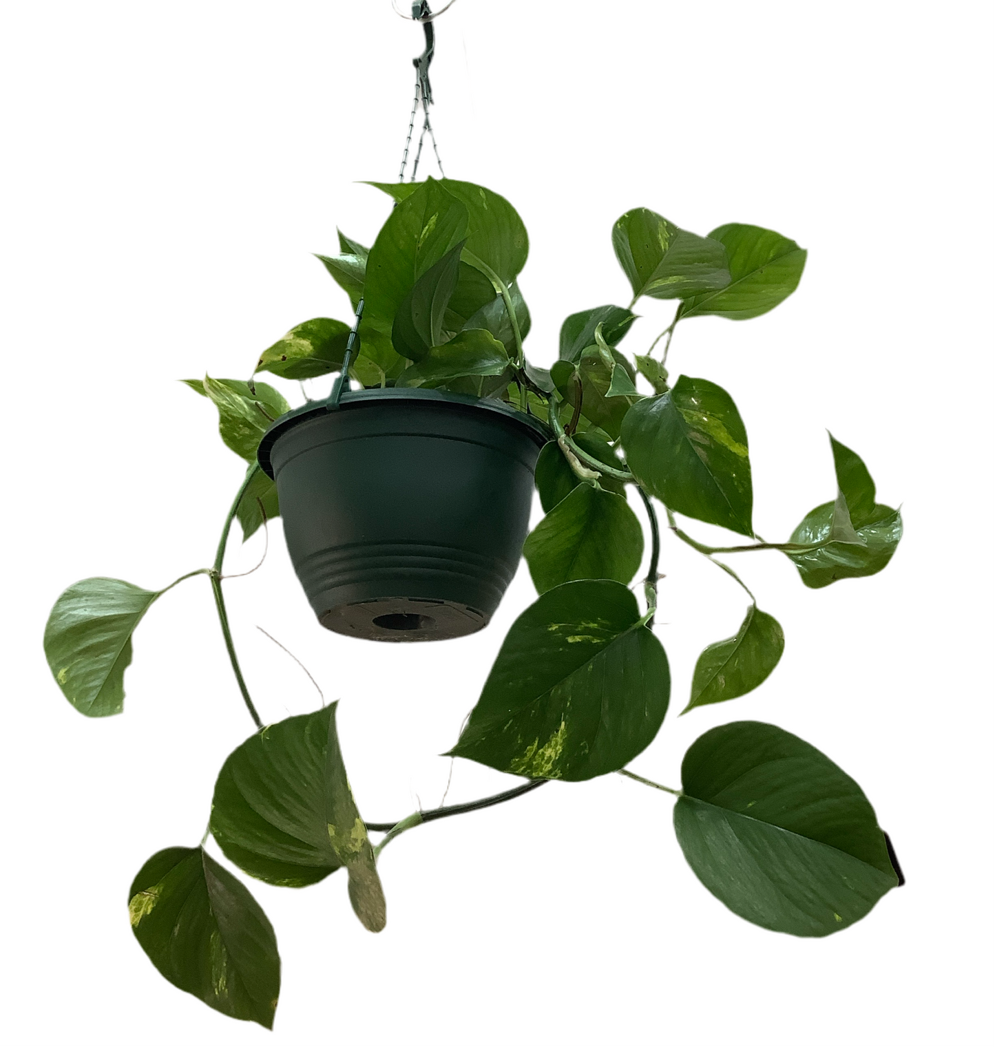 Epipremnum Aureum - Devils Ivy