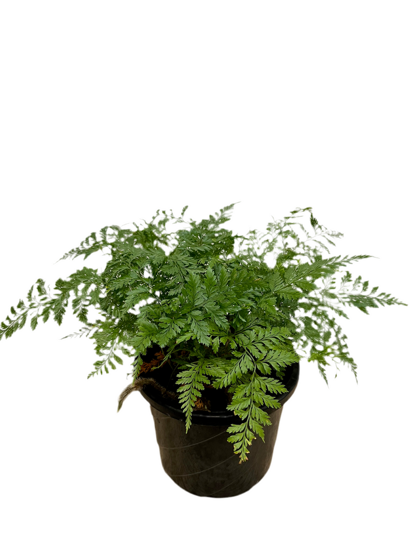 Rabbits Foot Fern – Plant.addicts.anonymous