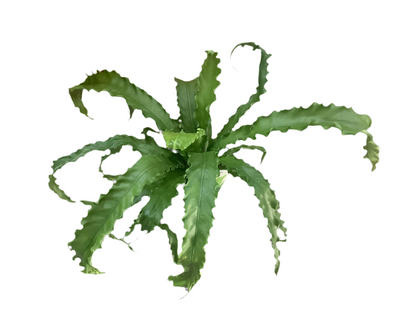 Birds Nest Fern