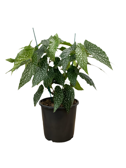 Begonia Hotspot