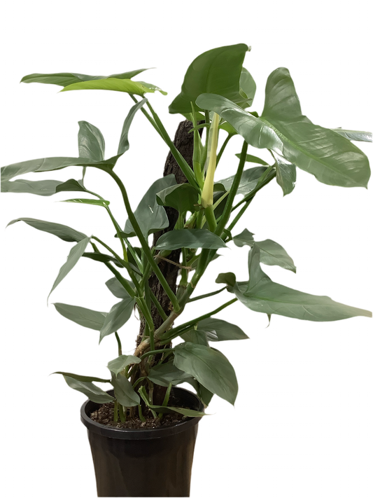 Philodendron Hastatum 'Silver Sword'