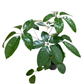 Schefflera Actinophylla Alpine Umbrella