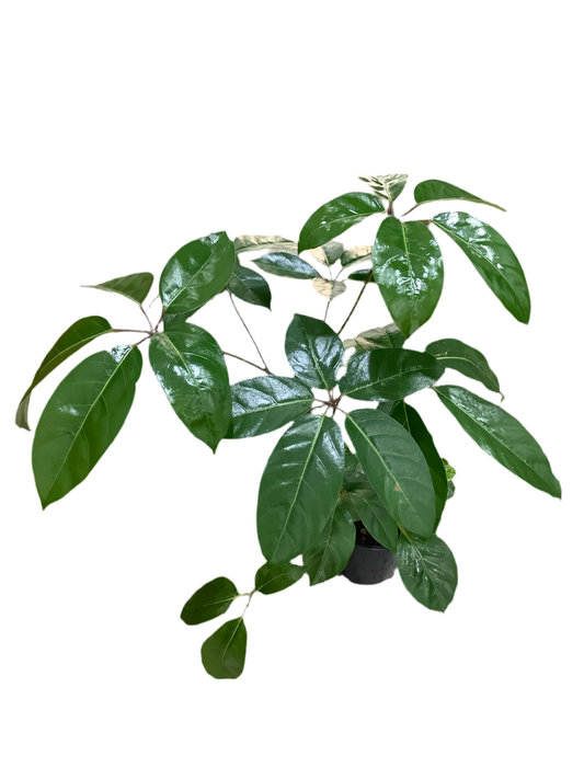 Schefflera Actinophylla Alpine Umbrella