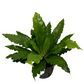 Birds Nest Fern