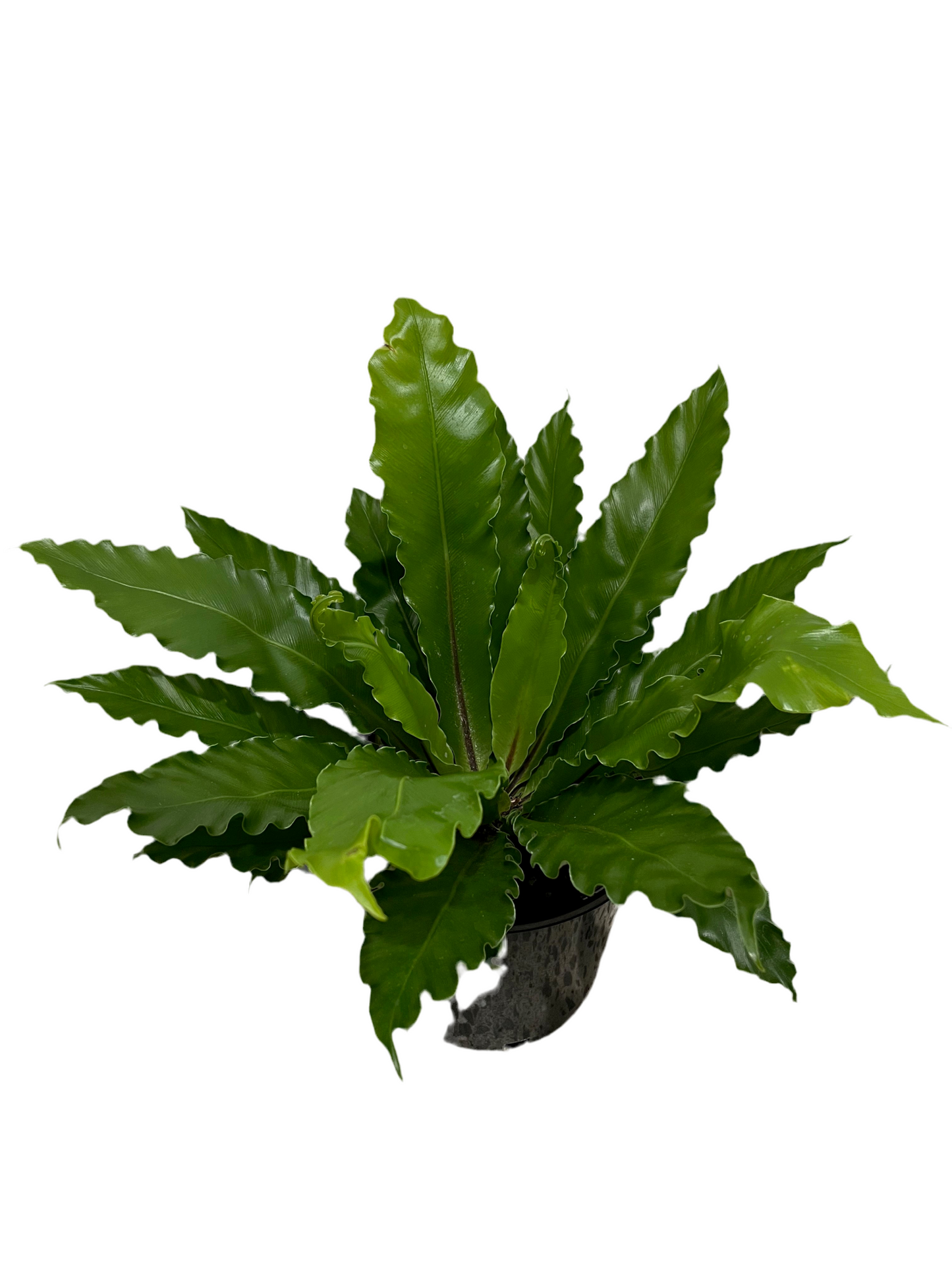 Birds Nest Fern