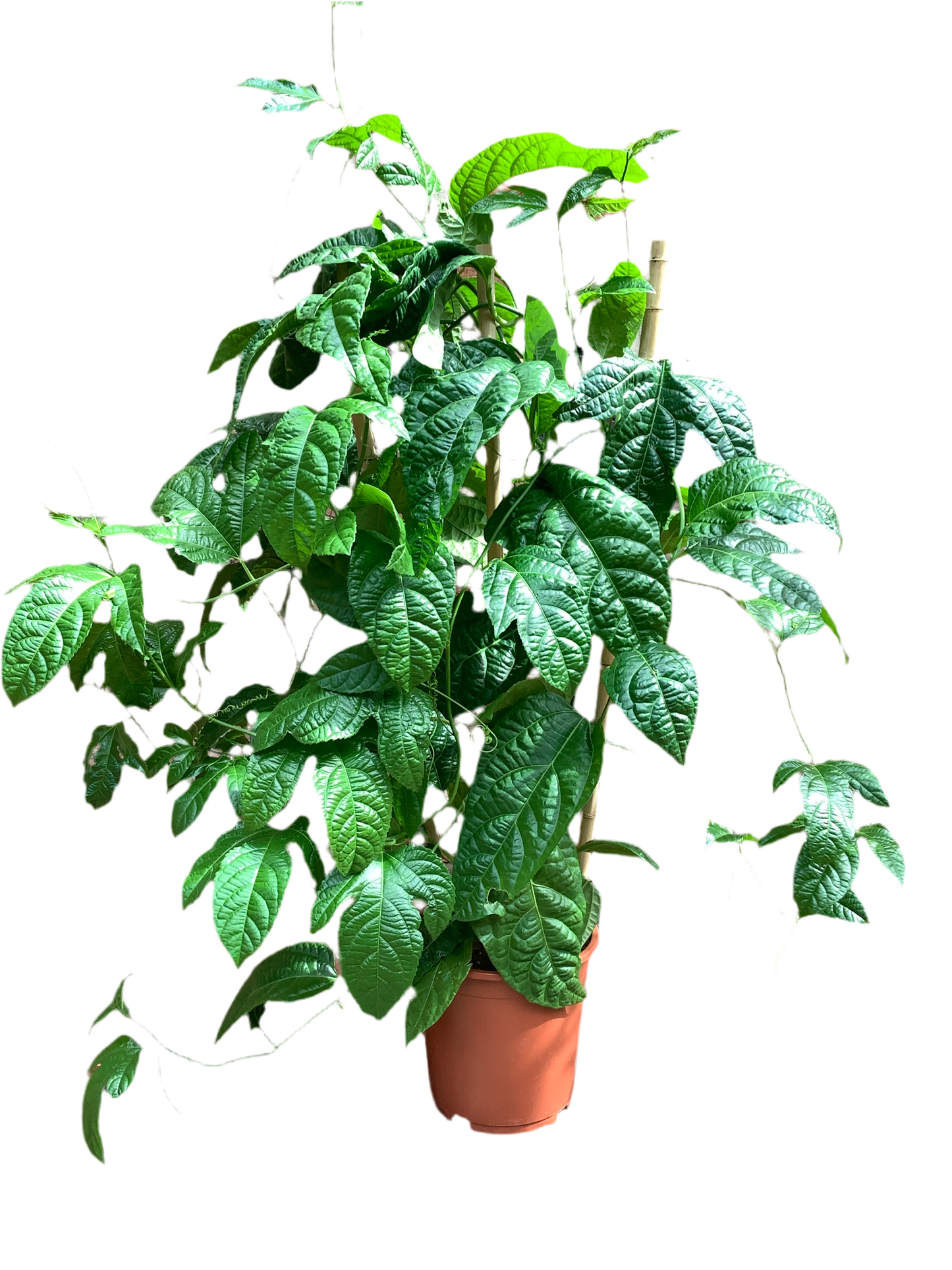 Passionfruit Espalier