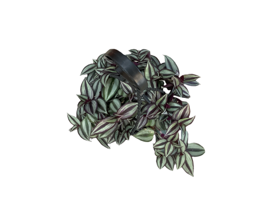 Tradescantia Zebrina