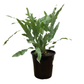 Blue Star Fern