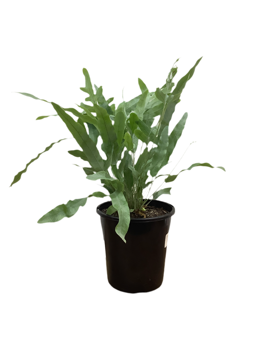 Blue Star Fern