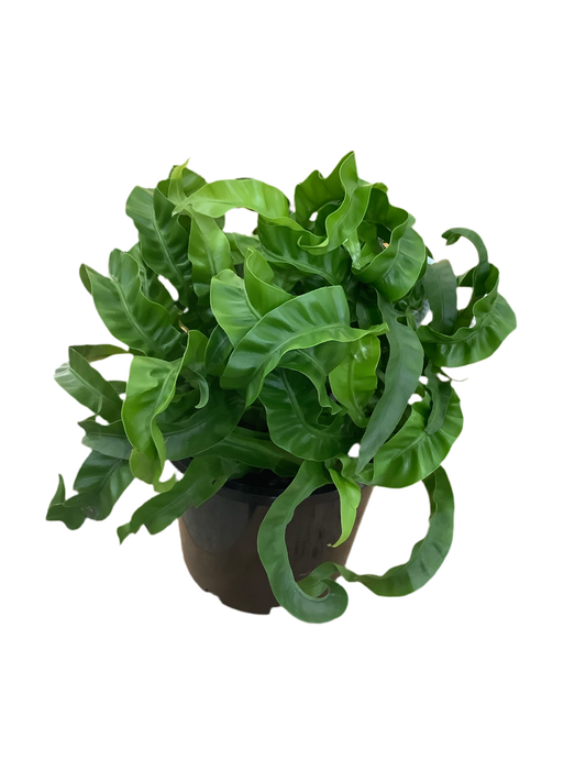 Hurricane Fern
