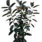 Ficus Elastica Rubber Tree ‘Burgundy’