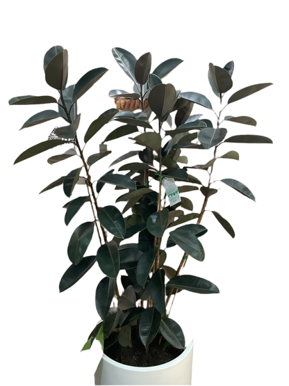 Ficus Elastica Rubber Tree ‘Burgundy’