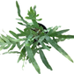 Blue Star Fern