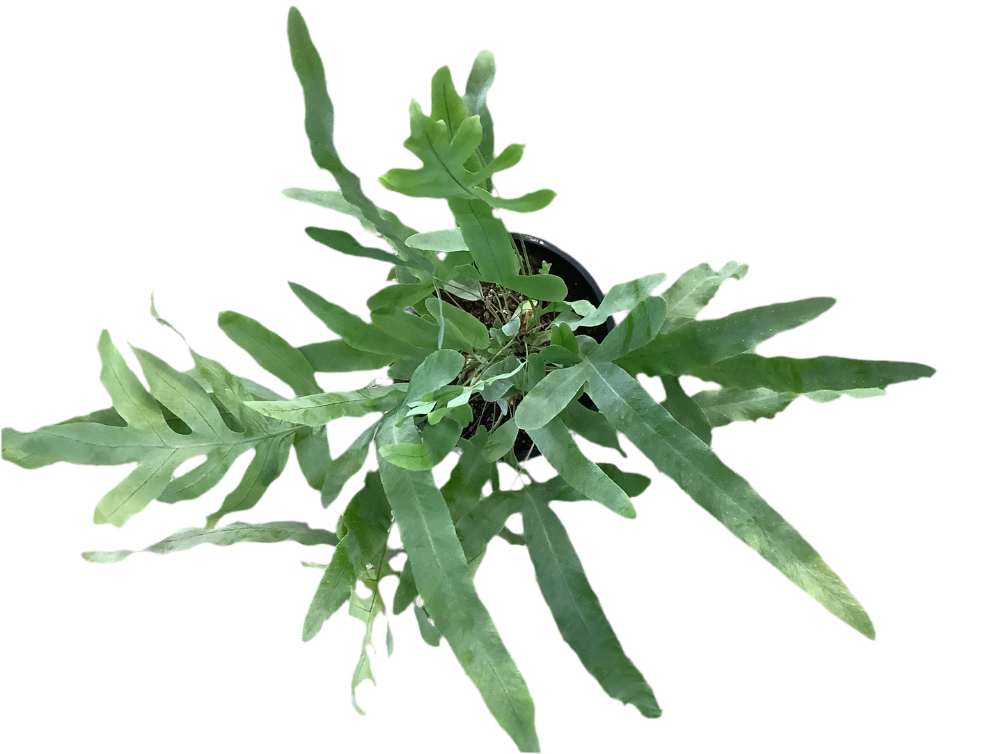 Blue Star Fern