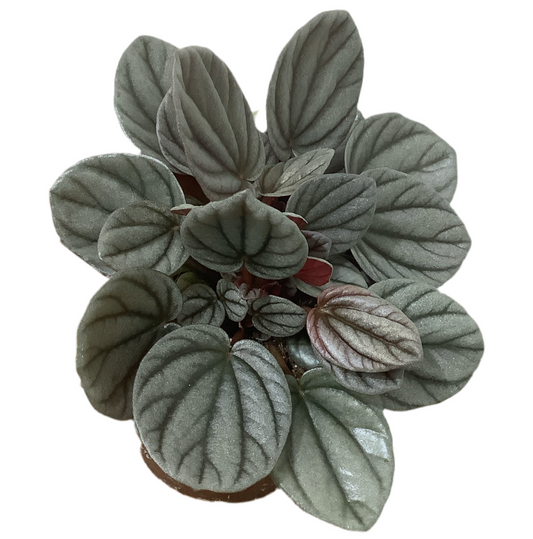 Peperomia ‘Sunrise’ PBR