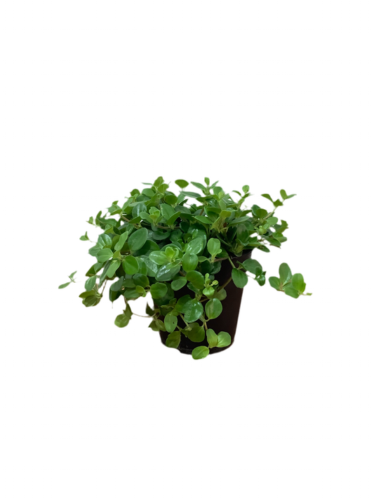 Peperomia Rotundifolia Rondo Venitiano