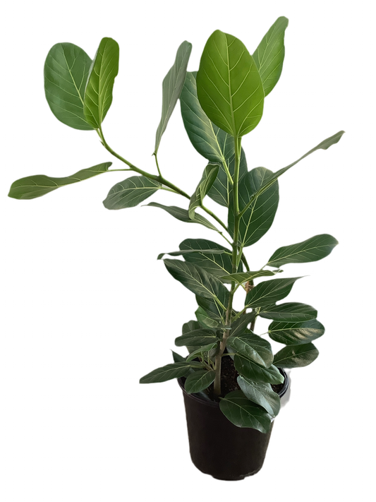 Ficus Benghalensis 'Audrey'