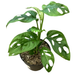 Monstera Adansonii 'Monkey Mask'