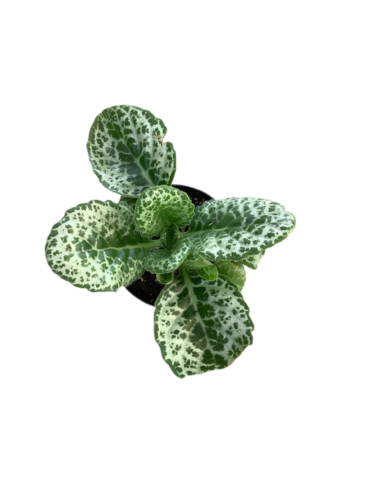 Streptocarpus ‘Pretty Turtle’