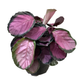 Calathea Roseopicta