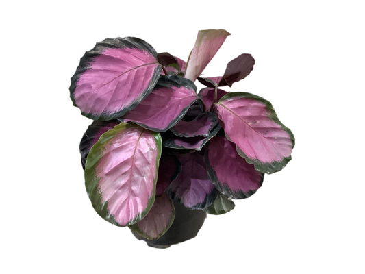 Calathea Roseopicta