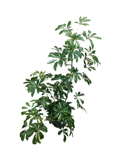 Variegated Schefflera Arboricola Umbrella Tree