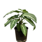 Caladium Xanthosma Lindenii