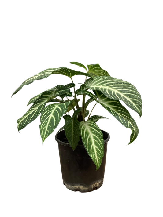 Caladium Xanthosma Lindenii