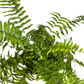 Macho Fern