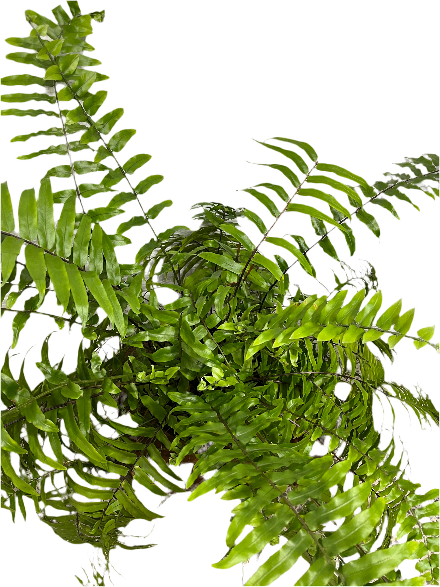 Macho Fern