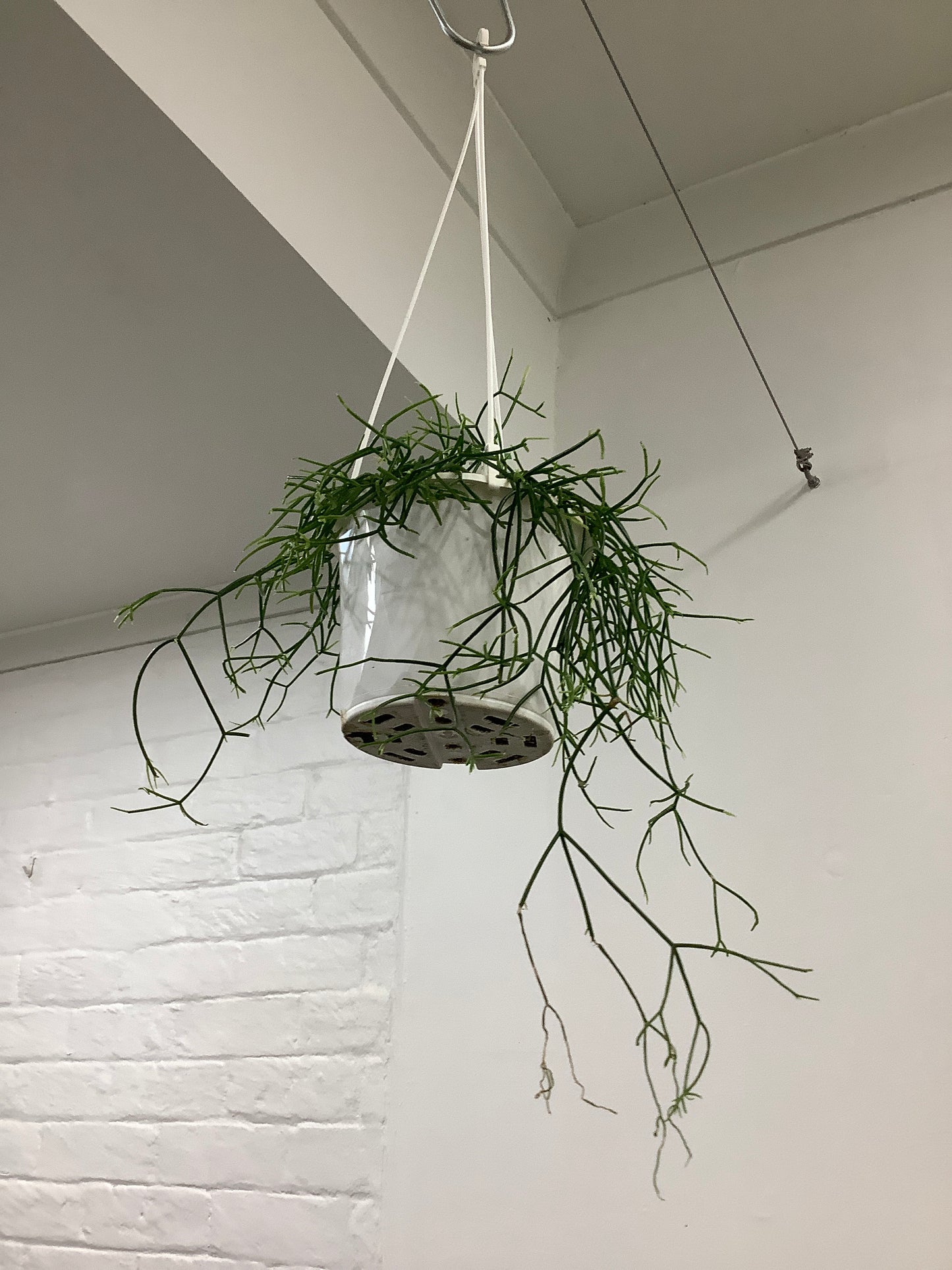 Rhipsalis Varieties Plant.addicts.anonymous