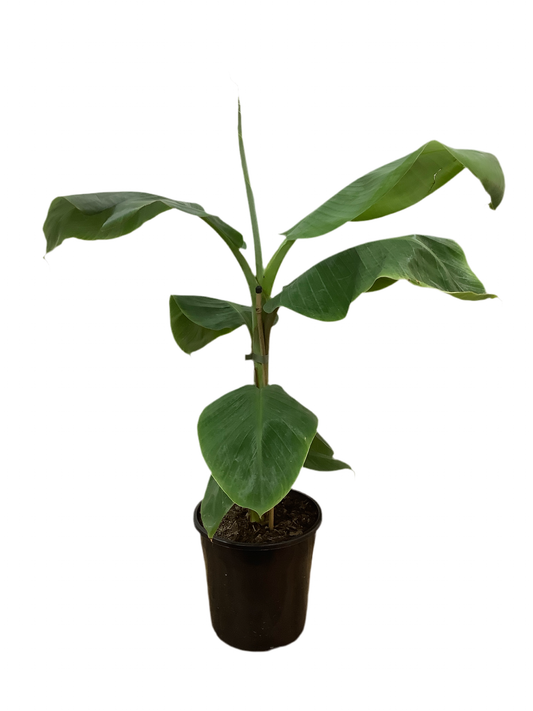 Musa Sapientum Dwarf Red Dacca Cool Bananas