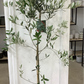 Olea europaea Olive Tree