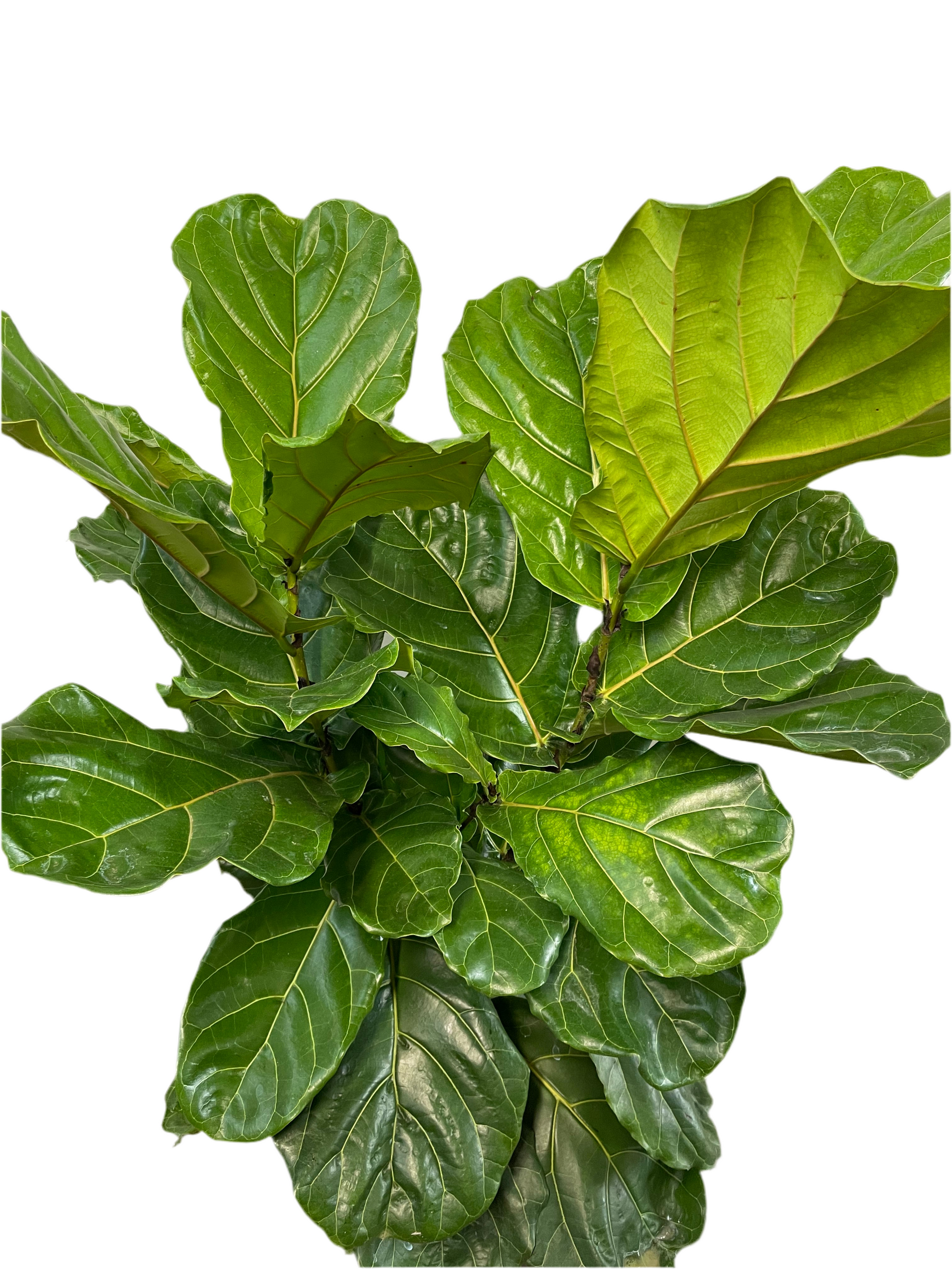 fiddle leaf fig australia Assorted Fiddle Leaf Fig