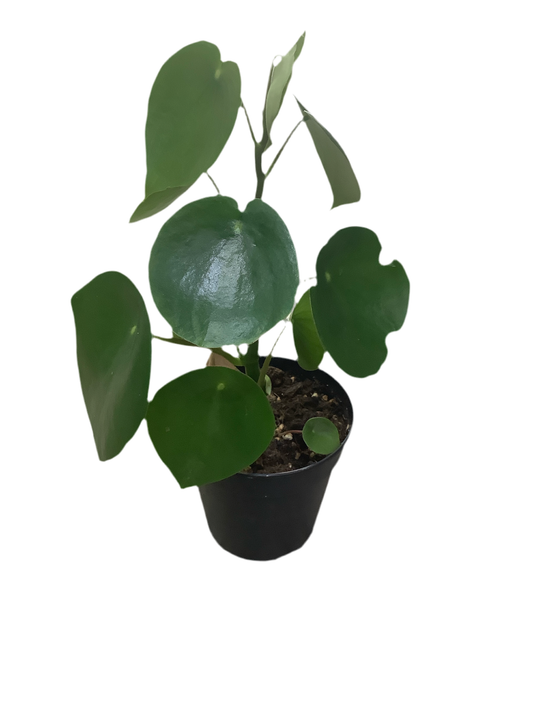 Peperomia Polybotrya ‘Raindrop’
