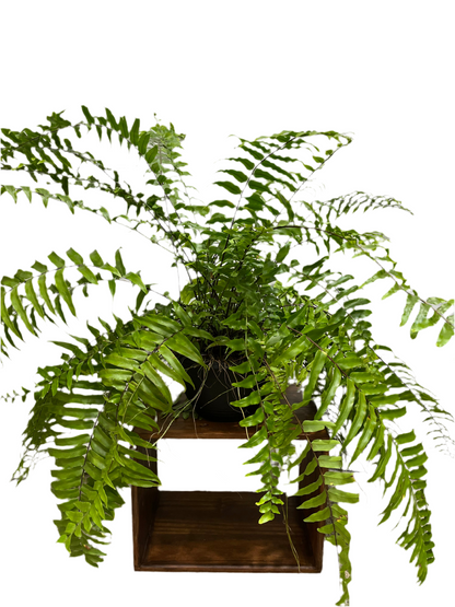 Macho Fern
