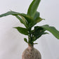KOKEDAMA MAKING Workshop - Sunday 16th June 2024