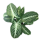 Caladium Xanthosma Lindenii