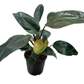 Philodendron ‘Rojo Congo’