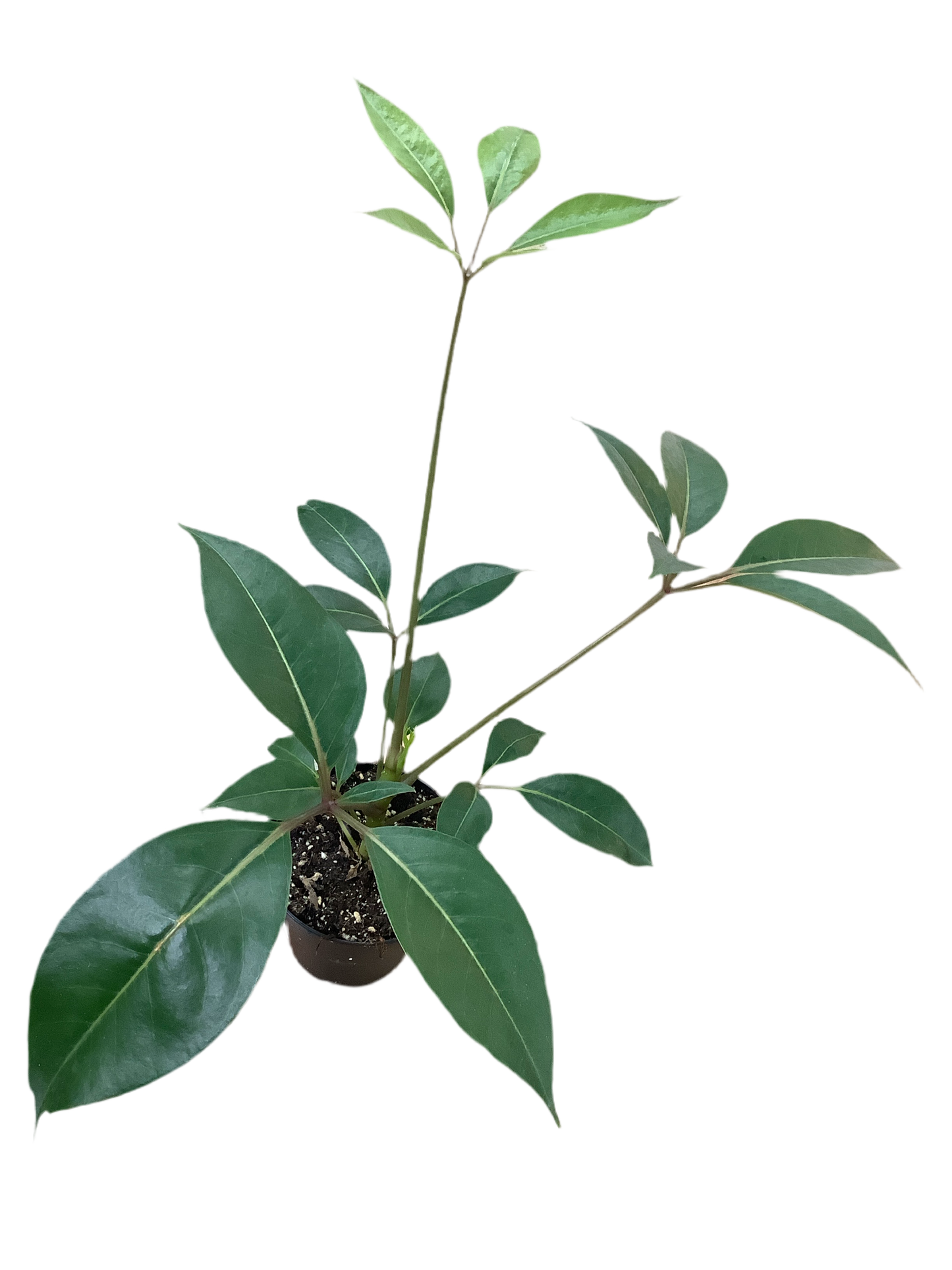 Assorted Tupidanthus Calyptratus Umbrella