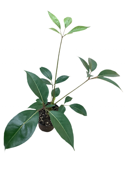Assorted Tupidanthus Calyptratus Umbrella