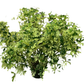 Variegated Schefflera Arboricola Umbrella Tree