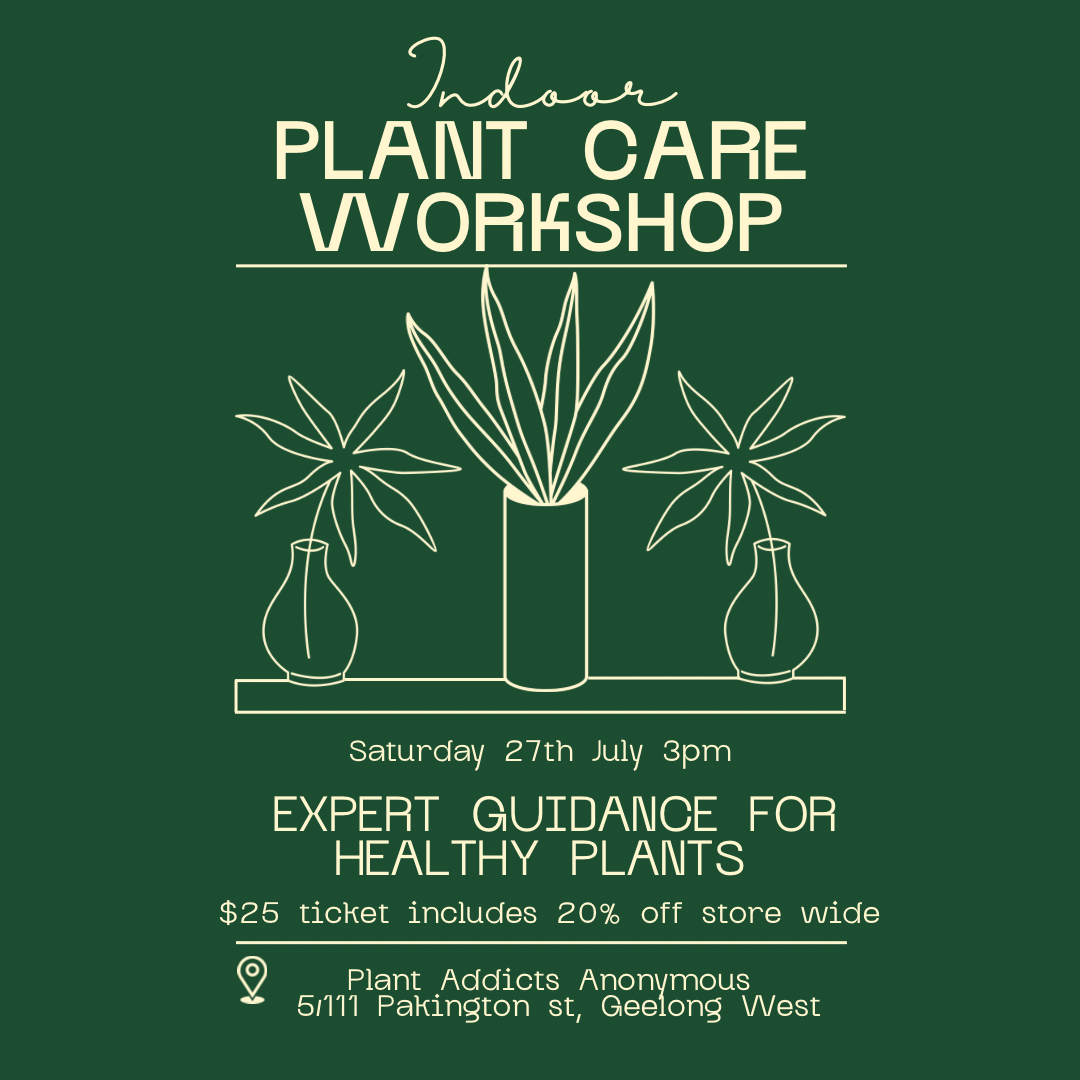 Indoor Plant Care Workshop - Saturday 27th July 3pm