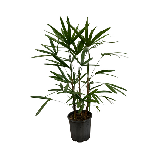 Lady Finger Palm