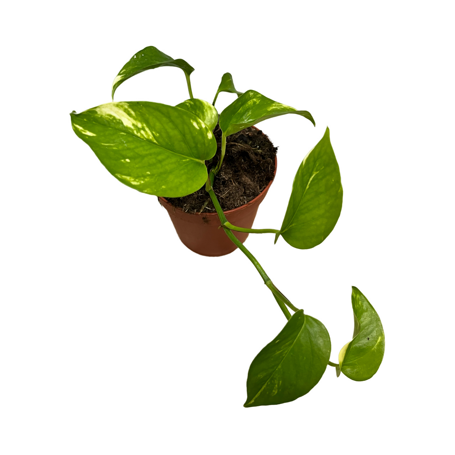 Epipremnum Aureum - Devils Ivy