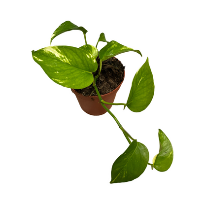 Epipremnum Aureum - Devils Ivy