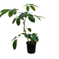 Schefflera Actinophylla Alpine Umbrella