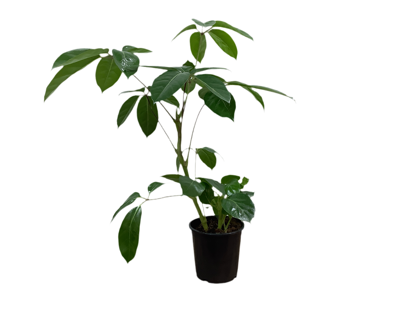 Schefflera Actinophylla Alpine Umbrella