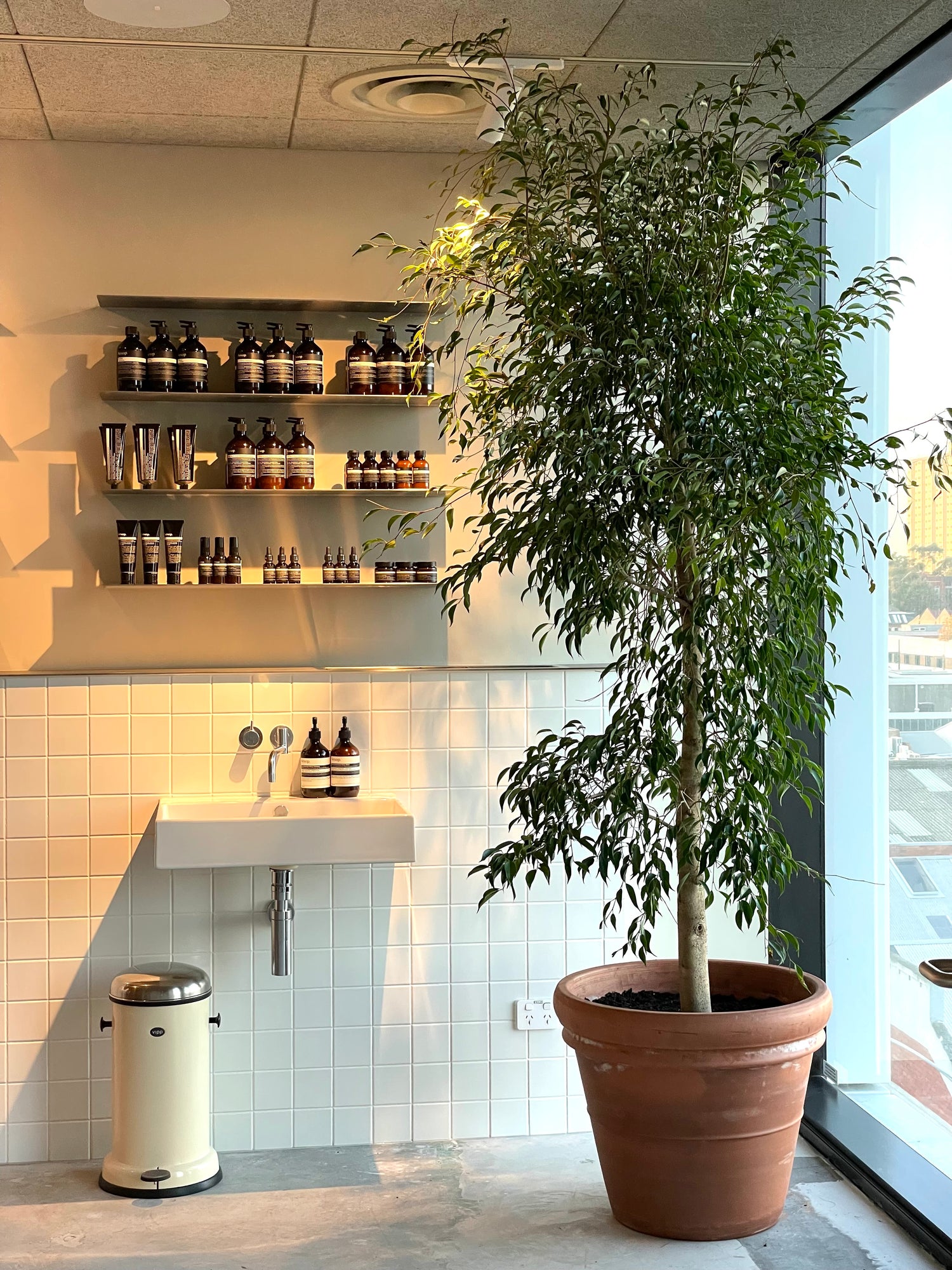 Aesop plant styling