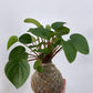 KOKEDAMA MAKING Workshop - Sunday 16th June 2024